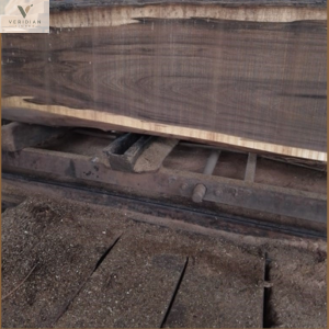 12 - South America walnut